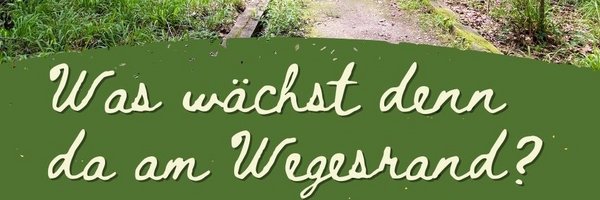 Waldweg mit Kräutern