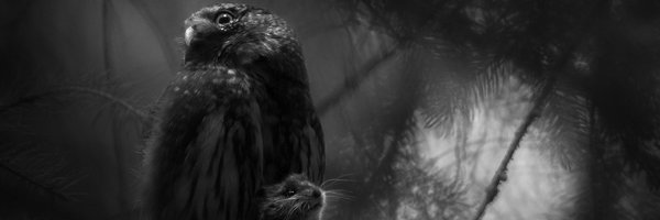 Schwarz/Weiß-Foto von Luca Lorenz: Stille Verzweifelung. Luca Lorenz, europäischer Naturfotograf des Jahres 2025, mit einem Sperlingskauz